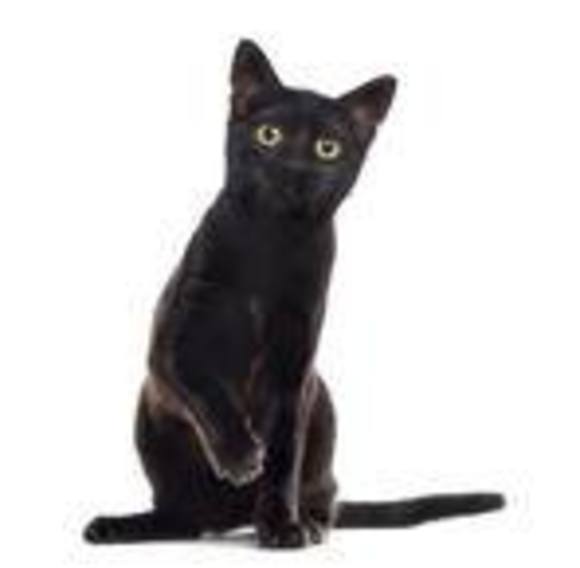 Meet your Posher, Nita - Picture 1 of 1